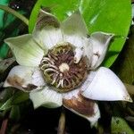 Nymphaea conardii Flower