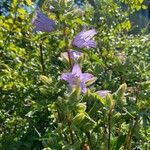 Campanula tracheliumFlor