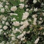 Spiraea cantoniensis Blüte