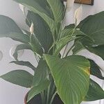 Spathiphyllum cochlearispathum Fuelha