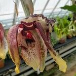 Stanhopea tigrina Flower