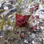 Thymus longiflorus Flower