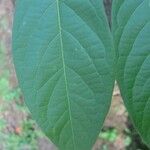 Combretum indicum Ліст