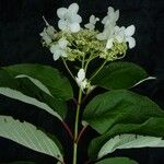 Hydrangea heteromalla Характер