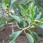 Ficus obliqua Leaf