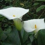 Zantedeschia aethiopicaŽiedas