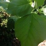 Cordia myxa Leaf