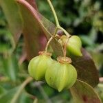 Euonymus carnosus Fruit