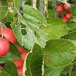 Crataegus persimilis Листок