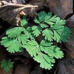 Dicentra cucullaria Folla