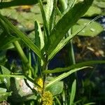 Lysimachia thyrsiflora आदत