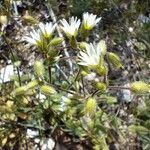 Cerastium pumilum फूल