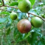 Flacourtia jangomas Fruit