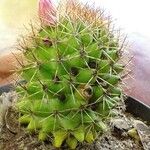 Mammillaria backebergiana Blad