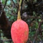 Atractogyne bracteata Fruto