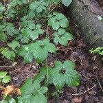 Rubus andegavensis Blad