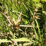 Sida spinosa Λουλούδι