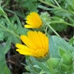 Calendula arvensisΛουλούδι