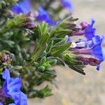 Glandora prostrata 葉