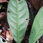Coelocaryon preussii Hoja