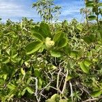 Capparis flexuosa Кветка