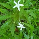 Hippobroma longiflora Flor