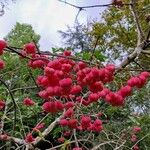 Euonymus europaeusŽiedas