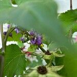 Solanum dulcamaraFlower