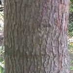 Cinnamomum camphora Ekosanga