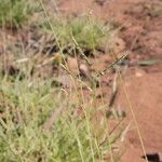 Urochloa trichopus Habitus