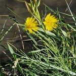 Scorzonera humilis Flor