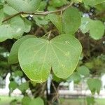 Bauhinia tomentosa Blatt