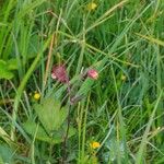 Geum rivale Flower