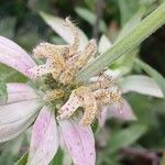 Monarda punctata Blomst