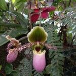 Paphiopedilum glaucophyllum Квітка