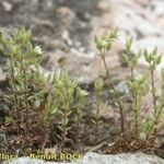 Arenaria leptoclados Habit