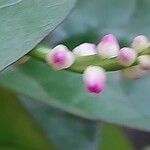 Basella alba Flower