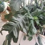 Spathiphyllum blandum Leht