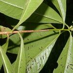 Ardisia opegrapha Leaf