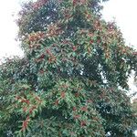 Ilex rotunda Habit