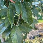 Malus prunifolia Leaf