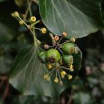 Hedera colchica Frutto
