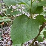 Laportea canadensis Leaf