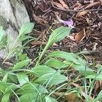 Hosta sieboldii Folla