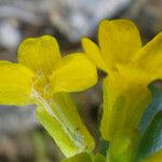 Barbarea rupicola Flower