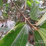 Miconia formosa Hoja