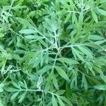 Artemisia absinthium Feuille