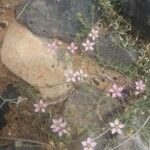 Rhodalsine geniculata Λουλούδι