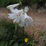 Paradisea liliastrum Flower