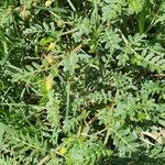 Tribulus terrestris Цвят